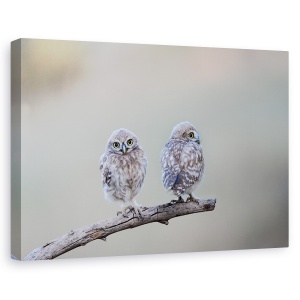 Tablou canvas - Salbatic, Dragut, Salbatic, Bufnita, Pasare, Natura, 80 x 120 cm