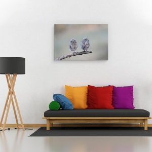 Tablou canvas - Salbatic, Dragut, Salbatic, Bufnita, Pasare, Natura, 80 x 120 cm - Img 2