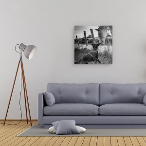 Tablou canvas - Sarutul Prietenului, Caine, Cal, Animale, Tervuren, 60 x 60 cm - Img 2