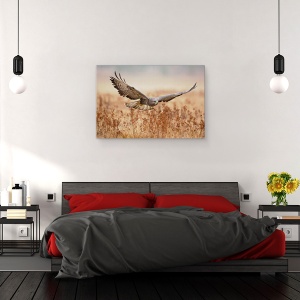 Tablou canvas - Soim, soarece, Vultur, Camp, Aripi, Zbor, Zbor, 40 x 60 cm - Img 3