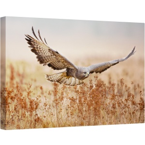 Tablou canvas - Soim, soarece, Vultur, Camp, Aripi, Zbor, Zbor, 60 x 90 cm