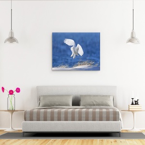 Tablou canvas - Spirit Alb, Bufnita De Zapada, Zbor, Zbor, Zapada, Iarna, 60 x 75 cm - Img 3