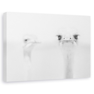 Tablou canvas - Strut Amuzant, Luminos, Punct, Pasare, 40 x 60 cm