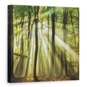 Tablou canvas - Sunny Incepe Ziua, Peisaj, Vara, Padure, Padure, Lumina, 90 x 90 cm