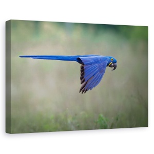 Tablou canvas - Suspendat, Salbatic, Papagal, Pasare, Animale, 60 x 90 cm