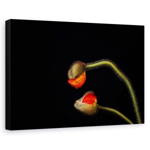 Tablou canvas - Tango Argentinian, Natura Moarta, Silueta, Vara, Floare, Macro, 40 x 60 cm
