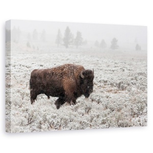 Tablou canvas - Toamna Tarzie In Yellowstone, Bizon, Parc National, Salbatic, 40 x 60 cm