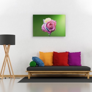 Tablou canvas - Trandafir colorat, Flori, Roz, Roua, Petale, 60 x 90 cm - Img 2