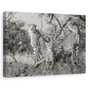 Tablou canvas - Trei Pisici, Natura, Salbatic, Animal, Ghepard, 60 x 90 cm