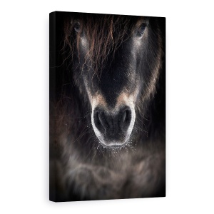 Tablou Canvas - Ulise, Cal, Animale, Coama, Animale, Animal De Casa, 80 x 120 cm