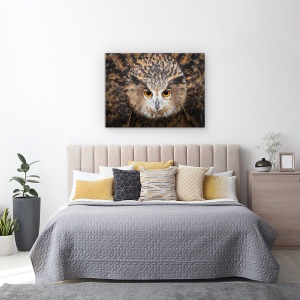 Tablou canvas - Umfla, Bufnita Vultur, Ochi, Salbatic, Natura, 50 x 70 cm - Img 3