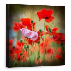 Tablou canvas - Unul, Maci, Roz, Rosu, Patrat, Floare, 60 x 60 cm