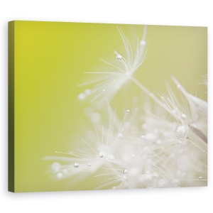 Tablou canvas - Verde, Picaturi, Pene, Moale, Alb, 60 x 75 cm