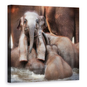 Tablou canvas - Victor Cel Mandru Sau Stralucirea Invingatorului, Animale, Elefant, Baie, Scaldat, 60 x 60 cm
