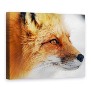 Tablou canvas - Vulpe Rosie, Natura, Blana, Animal, Mamifer, 50 x 70 cm