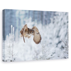 Tablou canvas - Vultur-Bufnita, Pasare, Natura, Salbatic, 60 x 90 cm