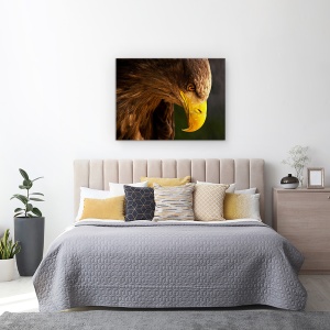 Tablou canvas - Vultur Urmarindu-Si Prada, Cioc, Ochi, Salbatic, 60 x 80 cm - Img 3
