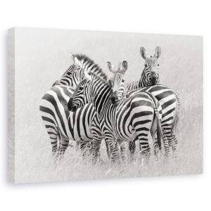 Tablou canvas - Zebre, Nature, Savana, Africa, Safari, 80 x 120 cm
