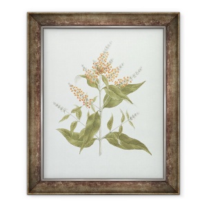 Tablou inramat - James Bruce - Umbar Buddleia polystachya, 70 x 85 cm