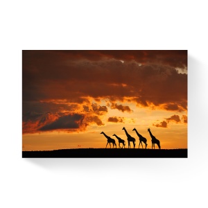 Tablou Canvas - Africa, Girafa, Animale, Apus de soare, Nori, 80 x 120 cm