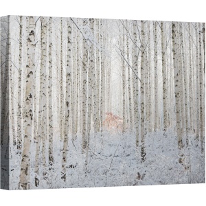 Tablou canvas - Alb, Mesteacan, Padure, Pomi, Copac, 60 x 80 cm
