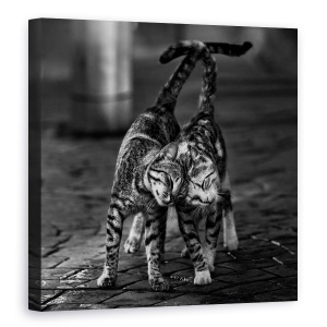 Tablou canvas - Alb-Negru, Pisici, Alb-Negru, Pet, Animale, 60 x 60 cm