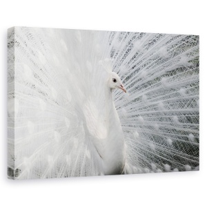 Tablou canvas - Alba Ca Zapada, Paun, Pasare, Animal, Salbatic, 60 x 90 cm