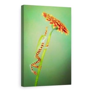 Tablou Canvas - Alpinist, Broasca, Urca, Floare, Gerbera, Animale, 60 x 90 cm