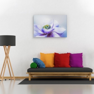 Tablou canvas - Anemone De Caen, Flori, Gradina, 60 x 90 cm - Img 2