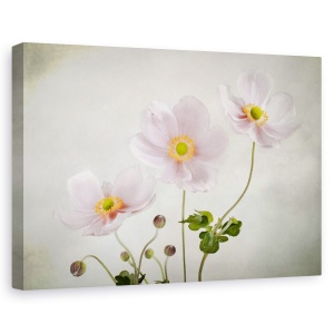 Tablou canvas - Anemone, Natura moarta, Textura, Petale, 80 x 120 cm