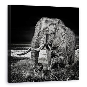 Tablou canvas - Apus La Waterhole, Animale, Salbatic, Elefant, Dinti Ascutiti, 90 x 90 cm