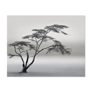 Tablou Canvas - Arbore, Copac, Ceata, Natura, Peisaj, Alb/Negru, 80 x 100 cm