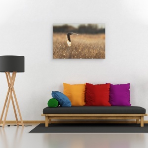 Tablou canvas - Aripa Iluminata, Pasare, Bufnita, Apus De Soare, Zbor, Salbatic, 80 x 120 cm - Img 2