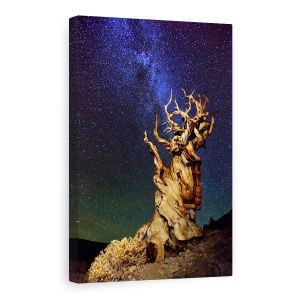 Tablou Canvas - Bristlecone Pin, Sua, California, Bristlecone Pin, Schulmans Grove, Pin, 60 x 90 cm