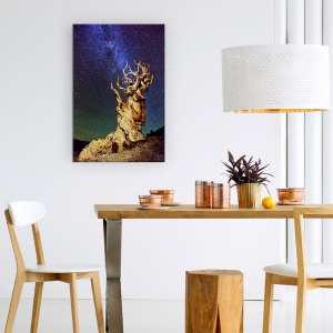 Tablou Canvas - Bristlecone Pin, Sua, California, Bristlecone Pin, Schulmans Grove, Pin, 80 x 120 cm - Img 4
