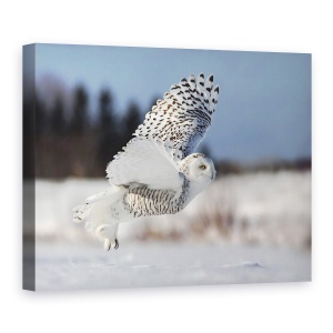 Tablou canvas - Bubo Scandiacus, Natura, Animal, Raptor, Zbor, Iarna, 75 x 100 cm