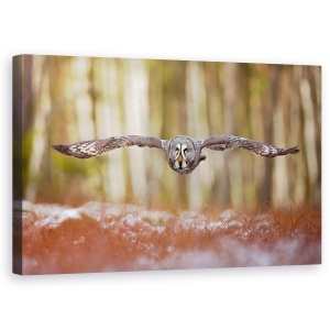 Tablou canvas - Bufnita Gri, Pasare, Zbor, 50 x 80 cm