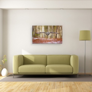 Tablou canvas - Bufnita Gri, Pasare, Zbor, 50 x 80 cm - Img 2