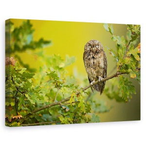 Tablou canvas - Bufnita, Pasare, Salbatic, Salbatic, 40 x 60 cm