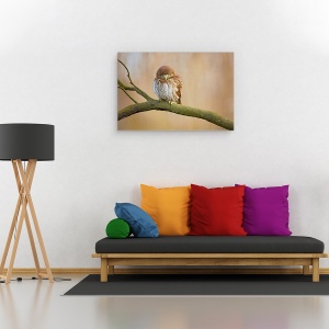 Tablou canvas - Bufnita Pitica, Dragut, Pasare, Salbatic, 40 x 60 cm - Img 2