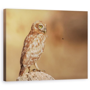 Tablou canvas - Bufnita Vs Albine, Pasare, 60 x 75 cm