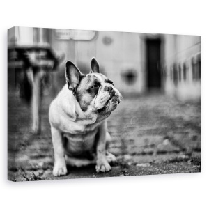 Tablou canvas - Caine, Alb-Negru, Pet, Animal, 60 x 90 cm