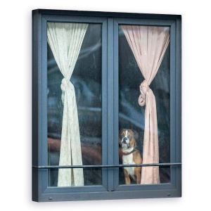 Tablou canvas - Cautandu-Si Amicul, Draperii, Perdele, Fereastra, Caine, Dor, 60 x 75 cm