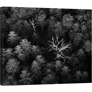Tablou canvas - Copac Mort, Pomi, Padure, Aerial, Frunzis, Copac, Moarta, 60 x 75 cm