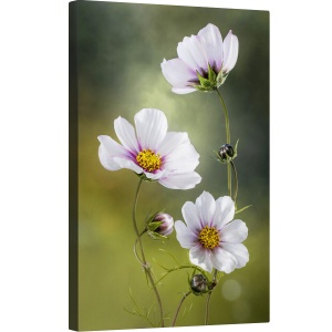 Tablou canvas - Cosmos, Natura Moarta, Cosmos, Floare, Flori, Muguri, 80 x 120 cm