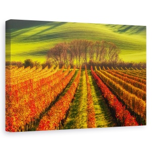 Tablou canvas - Cultivarea Vitei De Vie, Moravia, Campuri, Podgorie, Rural, 60 x 90 cm