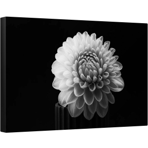Tablou canvas - Dalia, Dahlia, Floare, Alb-Negru, 60 x 90 cm