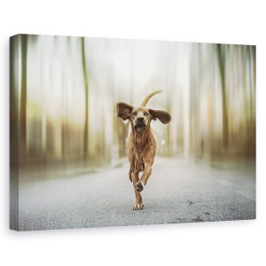 Tablou canvas - Dansand Pe Strazi, Caini, Urban, Broadway, Germania, 60 x 90 cm