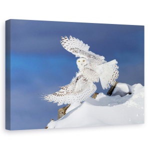 Tablou canvas - De La Mare, Natura, Animal, Salbatic, Salbatic, Testoasa, 80 x 120 cm