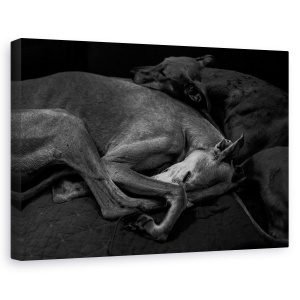Tablou canvas - Doua, Caini, Galgo, Dormind, 40 x 60 cm
